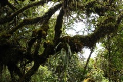 Sentier_foret_Belouve