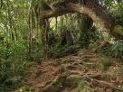 foret-1