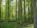 foret-3