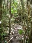 foret-4
