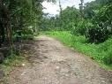 foret-6