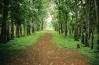 foret-7