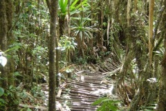 sentier-foret-ste-marguerite